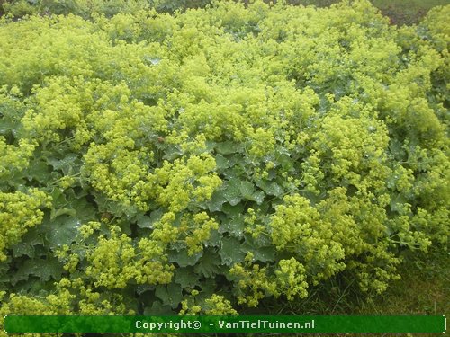 Alchemilla mollis product