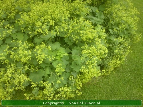 Alchemilla mollis product