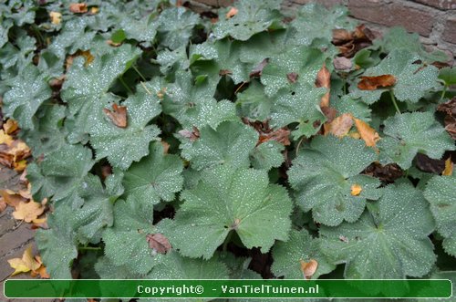 Alchemilla mollis product