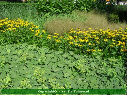 Alchemilla mollis product