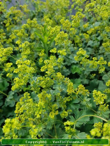 Alchemilla erythropoda vrouwenmantel