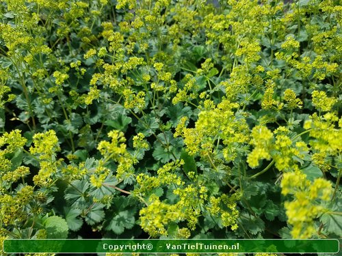 Alchemilla erythropoda vrouwenmantel