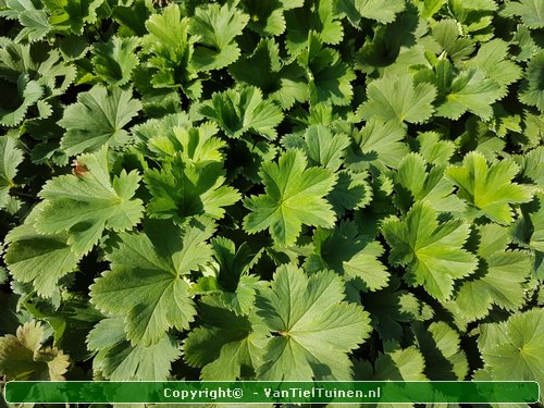 Alchemilla erythropoda vrouwenmantel