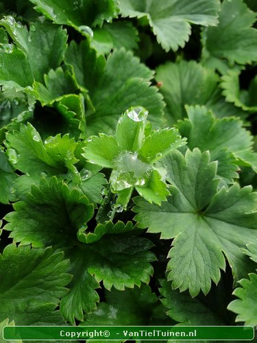 Alchemilla erythropoda vrouwenmantel