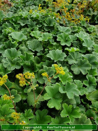 Alchemilla erythropoda vrouwenmantel