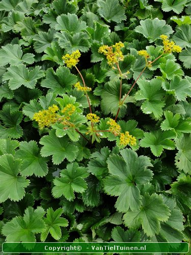 Alchemilla erythropoda vrouwenmantel