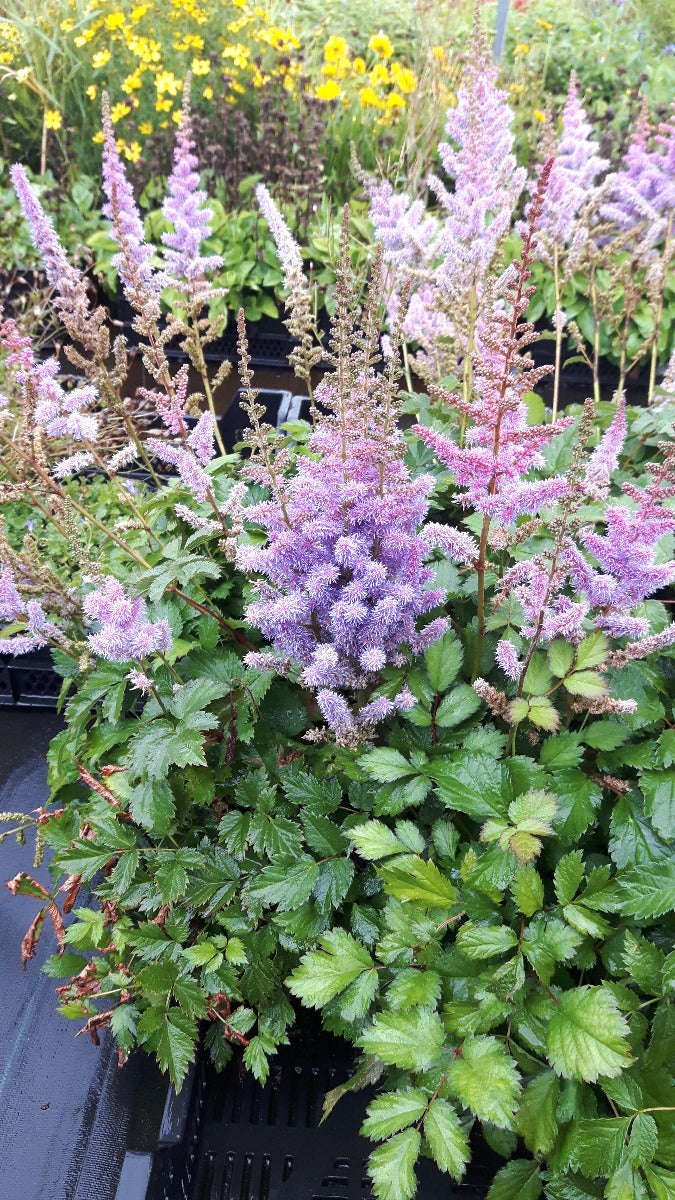 Astilbe 'Pumila' Pluimspirea