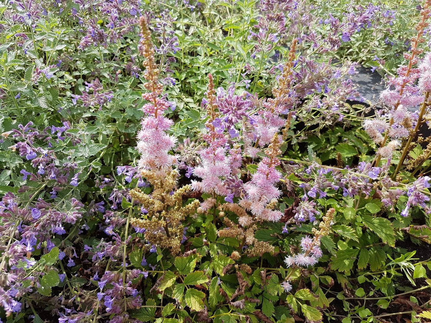 Astilbe 'Pumila' Pluimspirea