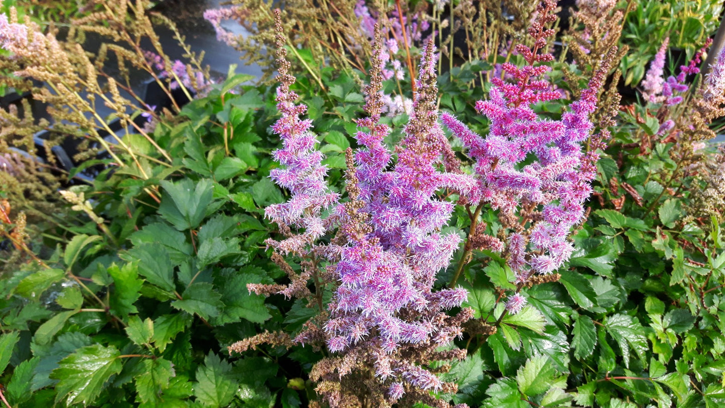 Astilbe 'Pumila' Pluimspirea