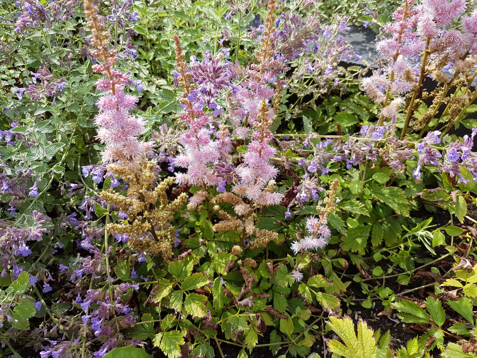 Astilbe 'Pumila' Pluimspirea