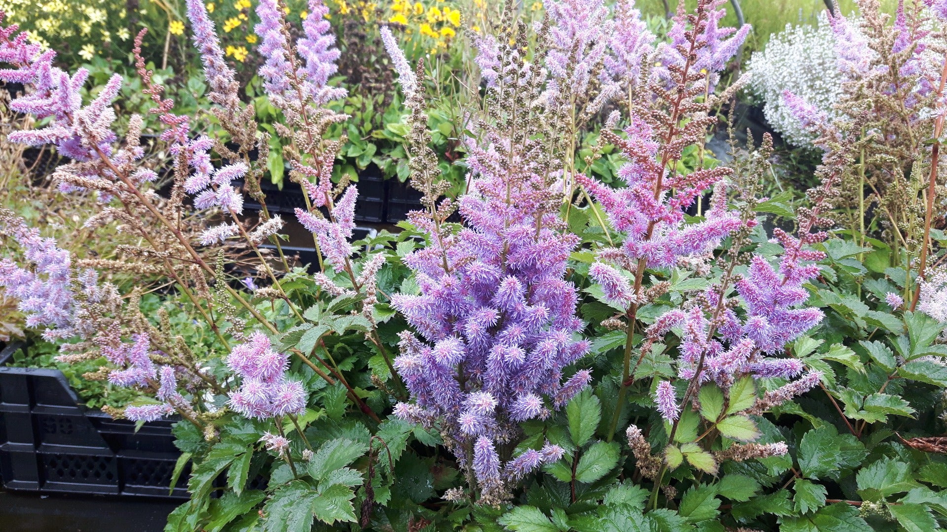 Astilbe 'Pumila' Pluimspirea