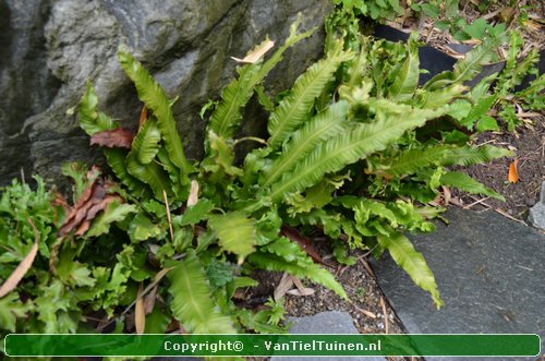 Tongvaren Asplenium scolopendrium