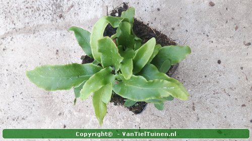 Tongvaren Asplenium scolopendrium-2