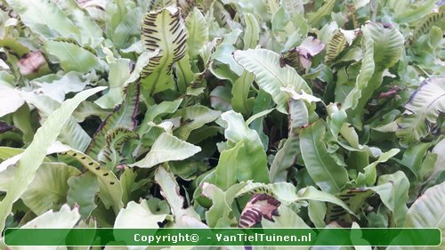 Tongvaren Asplenium scolopendrium-3