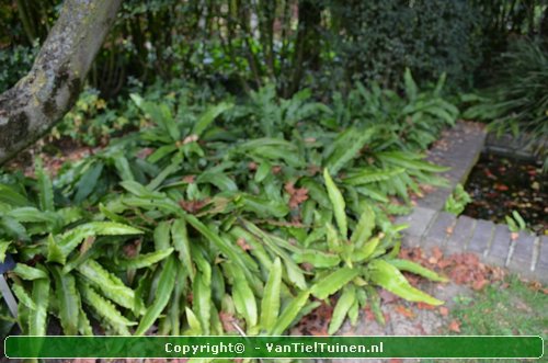 Tongvaren Asplenium scolopendrium-6