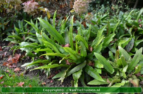 Tongvaren Asplenium scolopendrium-7