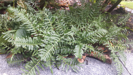 Eikvaren Polypodium vulgare