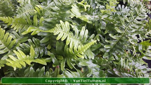 Eikvaren Polypodium vulgare