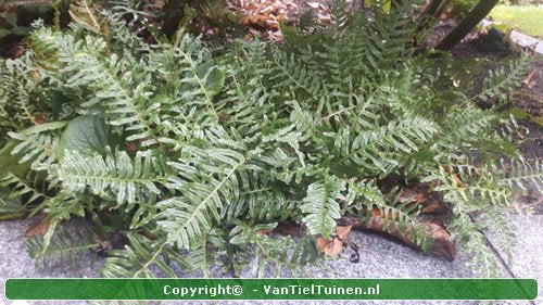 Eikvaren Polypodium vulgare