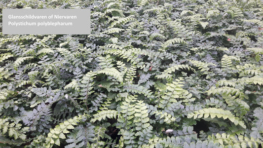 Polystichum polyblepharum Glansschildvaren Niervaren