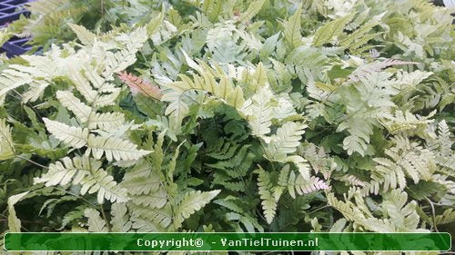 Rode sluiervaren Dryopteris erythrosora