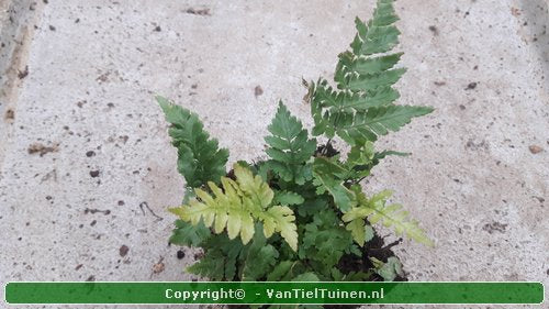 Rode sluiervaren Dryopteris erythrosora