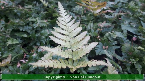 Rode sluiervaren Dryopteris erythrosora