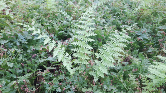 Wijfjesvaren Athyrium filix-femina