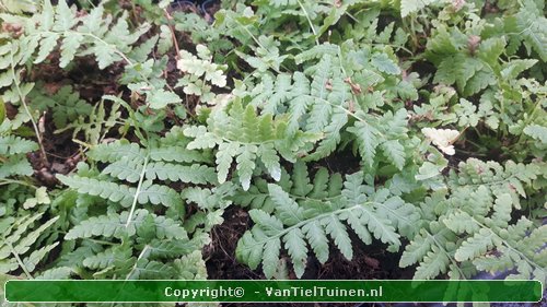 Matteucia struthiopteris
Struisvaren, beker varen