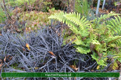 Ophiopogon Niger