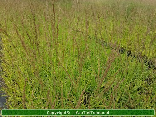 Molinia Moorhexe Pijpestrooitje