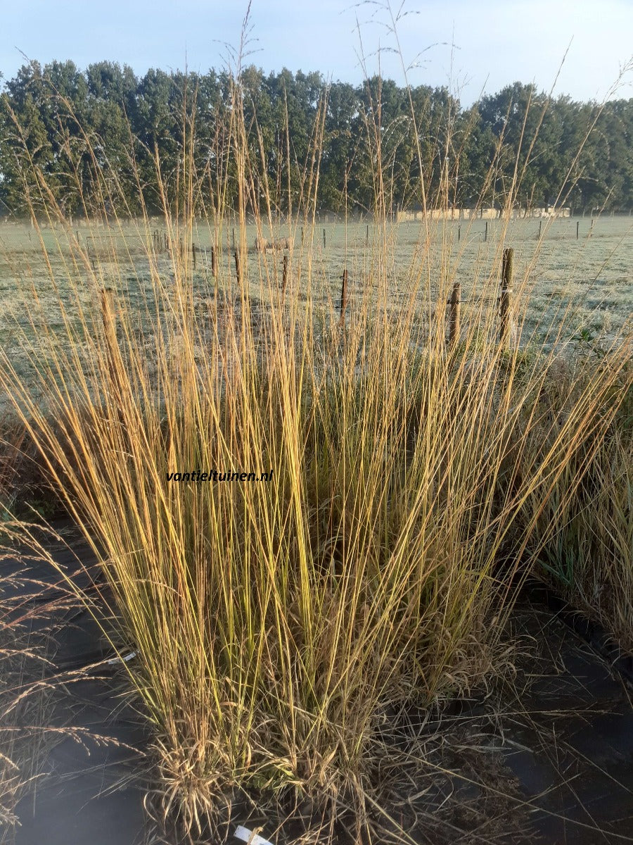 Molinia arundinacea 'Skyracer'