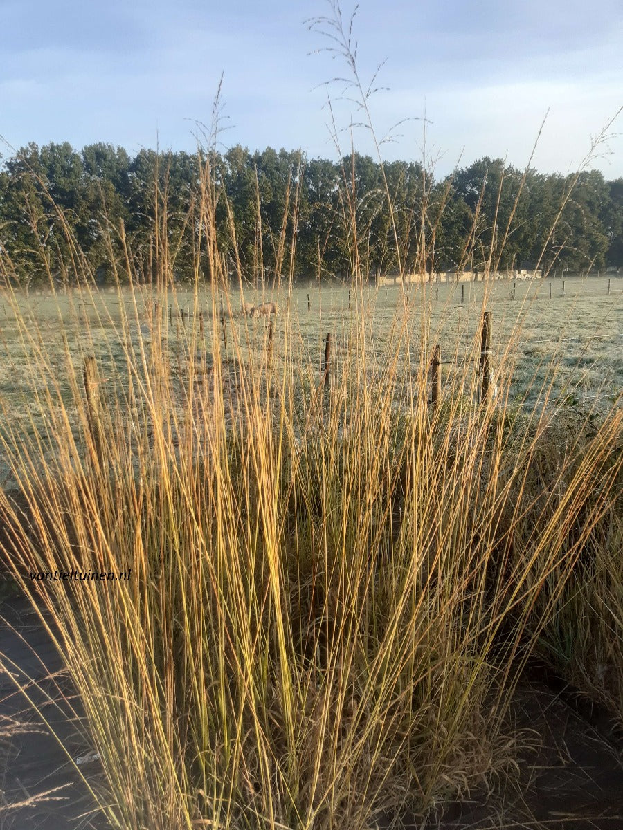 Molinia arundinacea 'Skyracer'-0