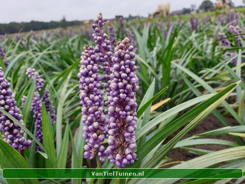 Liriope Monymaker Leliegras