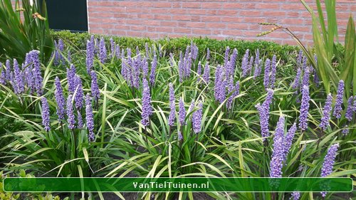 Liriope Big Blue Leliegras