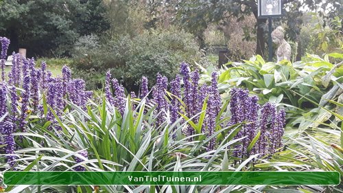 Liriope Big Blue Leliegras