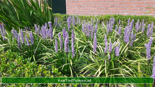 Liriope Big Blue Leliegras