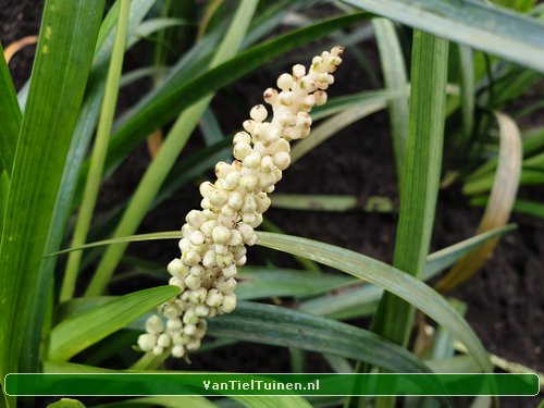 Liriope Monroe White Leliegras