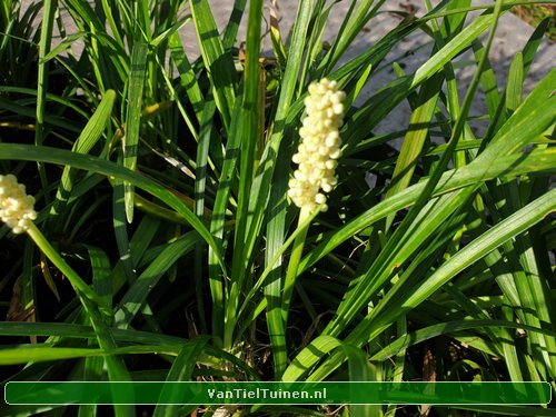 Liriope Monroe White Leliegras