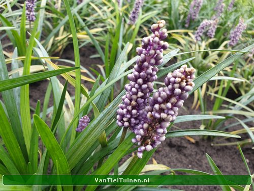 Liriope 'Ingwersen' Leliegras