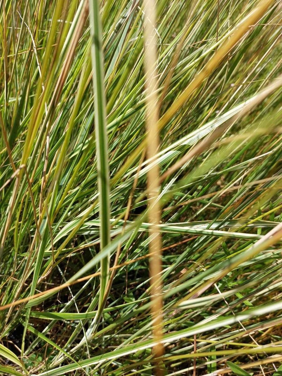 Calamagrostis 'Overdam' Bont Struisriet