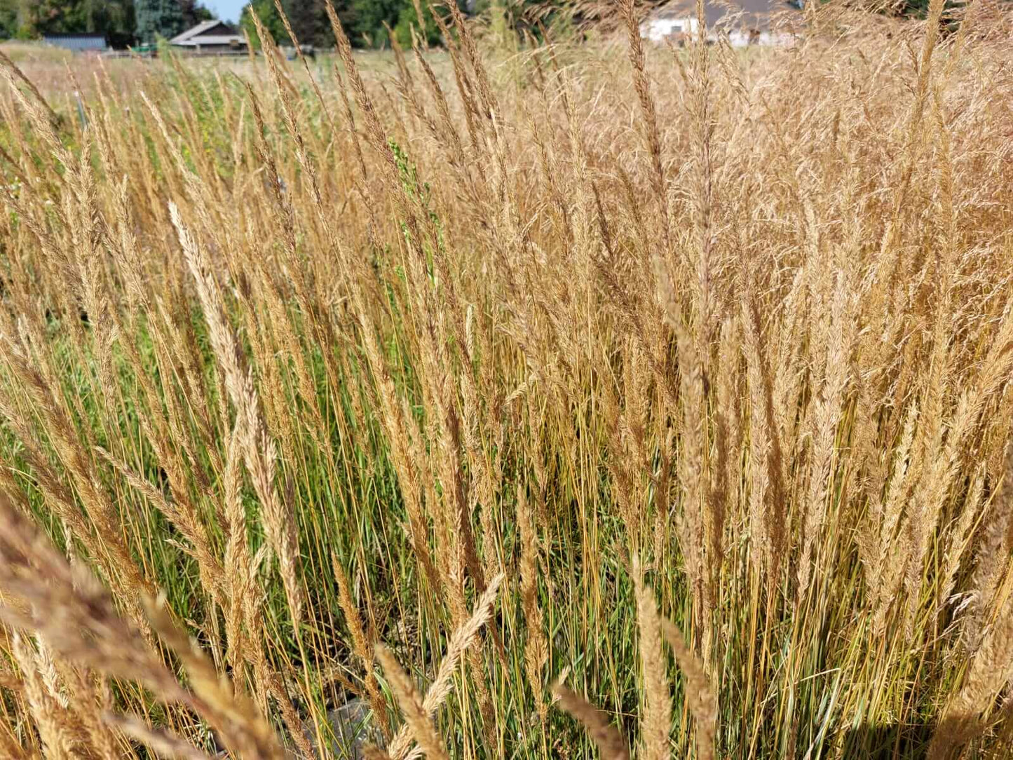 Calamagrostis 'Overdam' Bont Struisriet