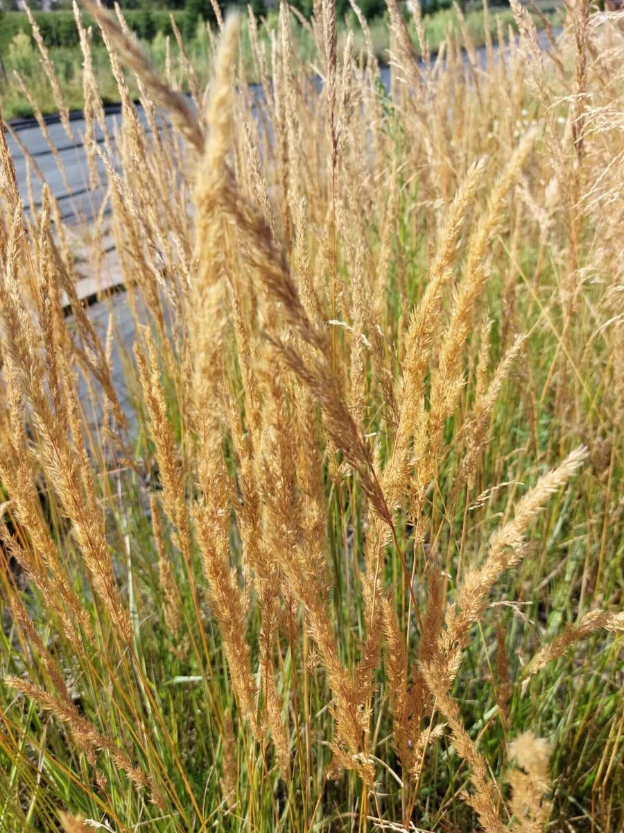 Calamagrostis 'Overdam' Bont Struisriet