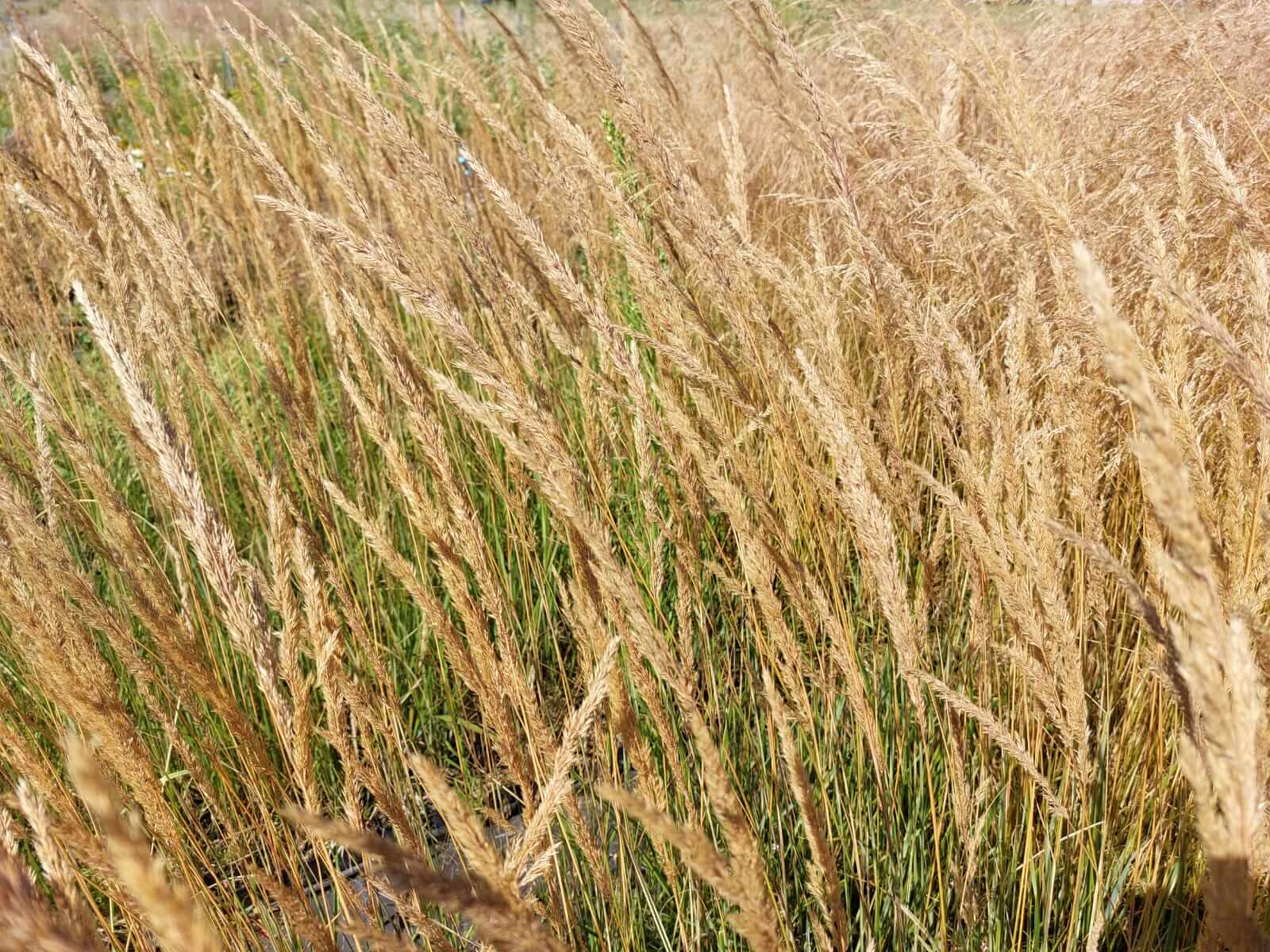 Calamagrostis 'Overdam' Bont Struisriet