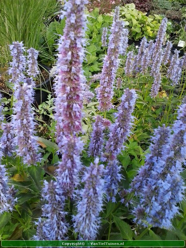 Agastache 'Blue Fortune' Dropplant Anijsnetel