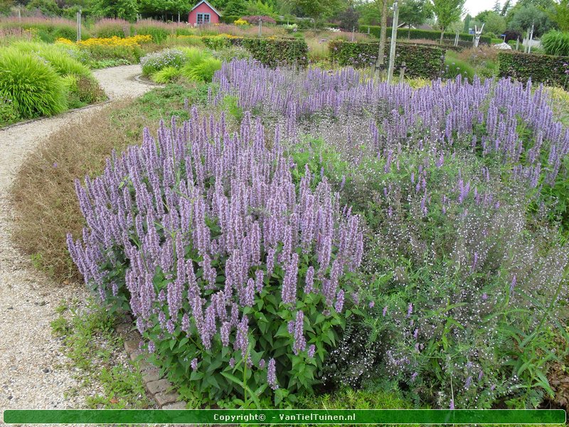 Agastache 'Blue Fortune' Dropplant Anijsnetel