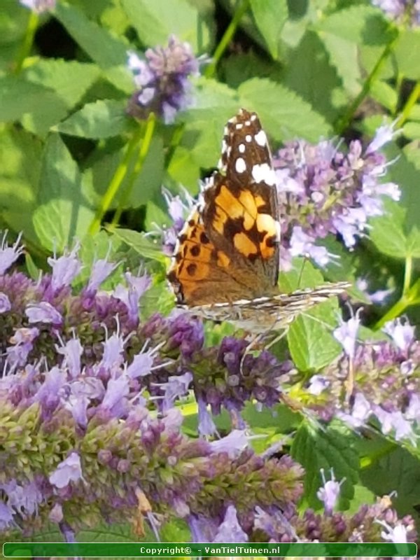 Agastache 'Blue Fortune' Dropplant Anijsnetel