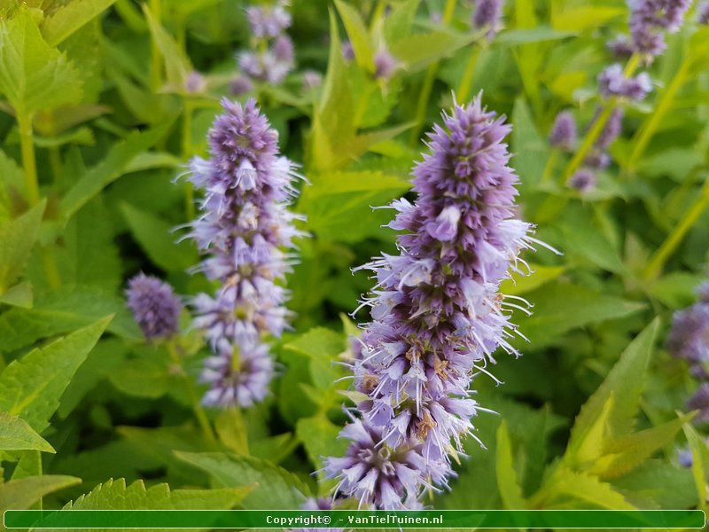 Agastache 'Blue Fortune' Dropplant Anijsnetel