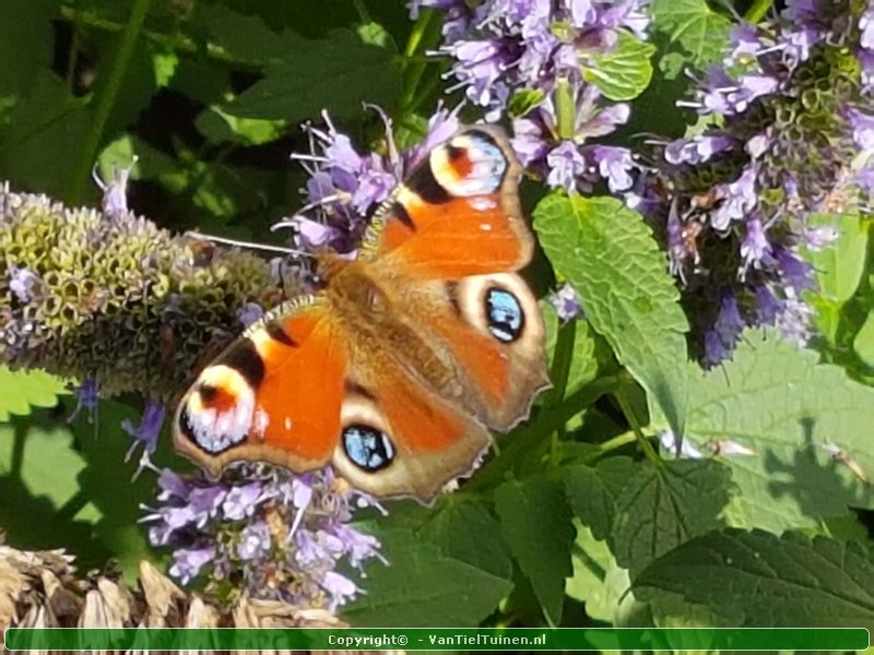 Agastache 'Blue Fortune' Dropplant Anijsnetel