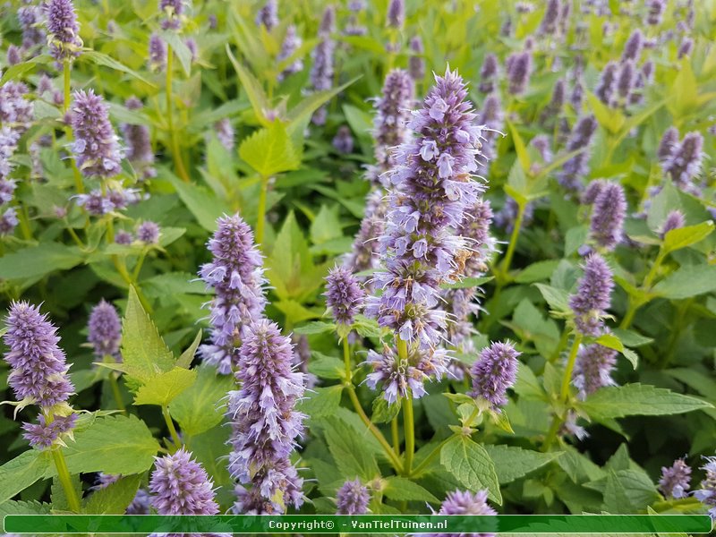 Agastache 'Blue Fortune' Dropplant Anijsnetel